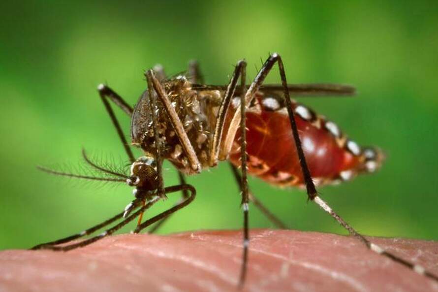 Aedes aegypti também transmite a doença; alerta para o Litoral