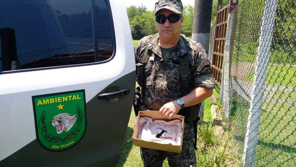 Agentes da guarda ambiental fizeram o resgate de um bem-te-vi, em São Vicente 