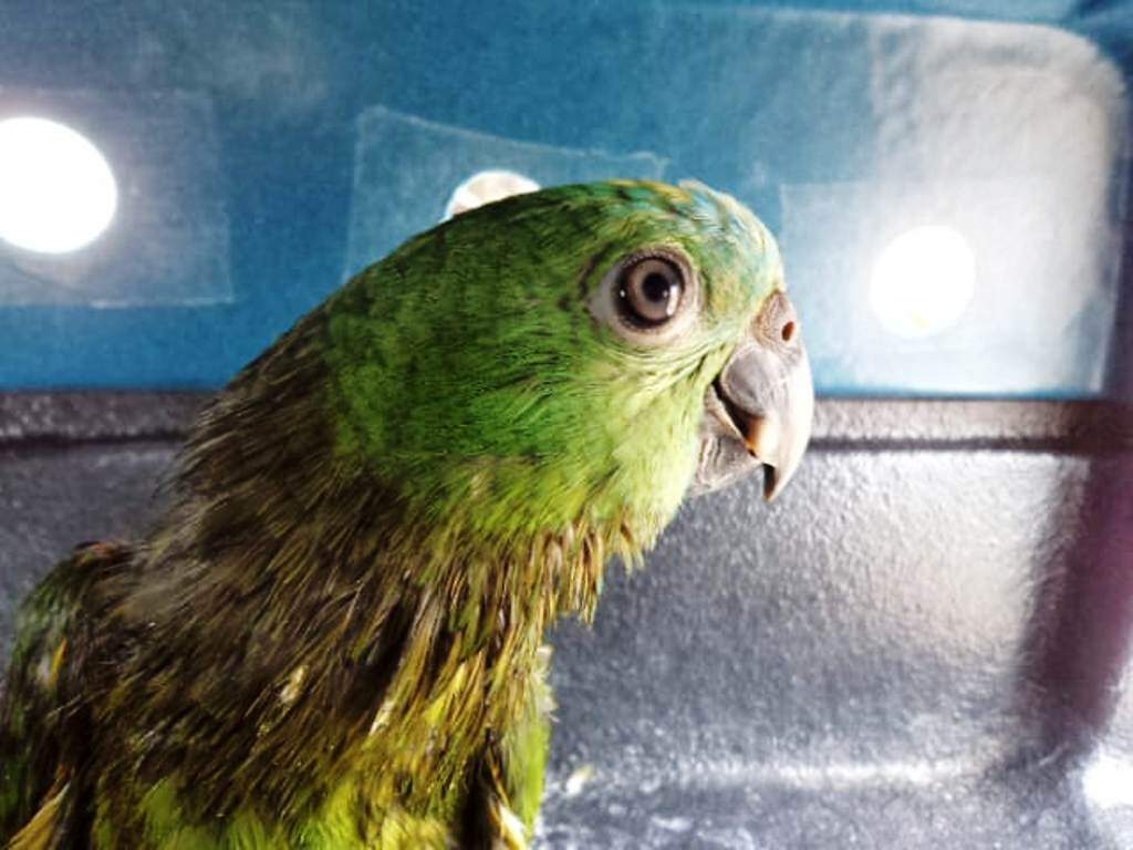 Um papagaio foi avistado no mar por salva-vidas em São Vicente 