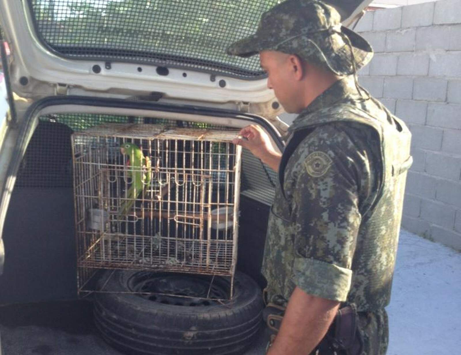 Periquito Maracanã foi encontrado dentro de uma gaiola em uma residência em Ilha Comprida