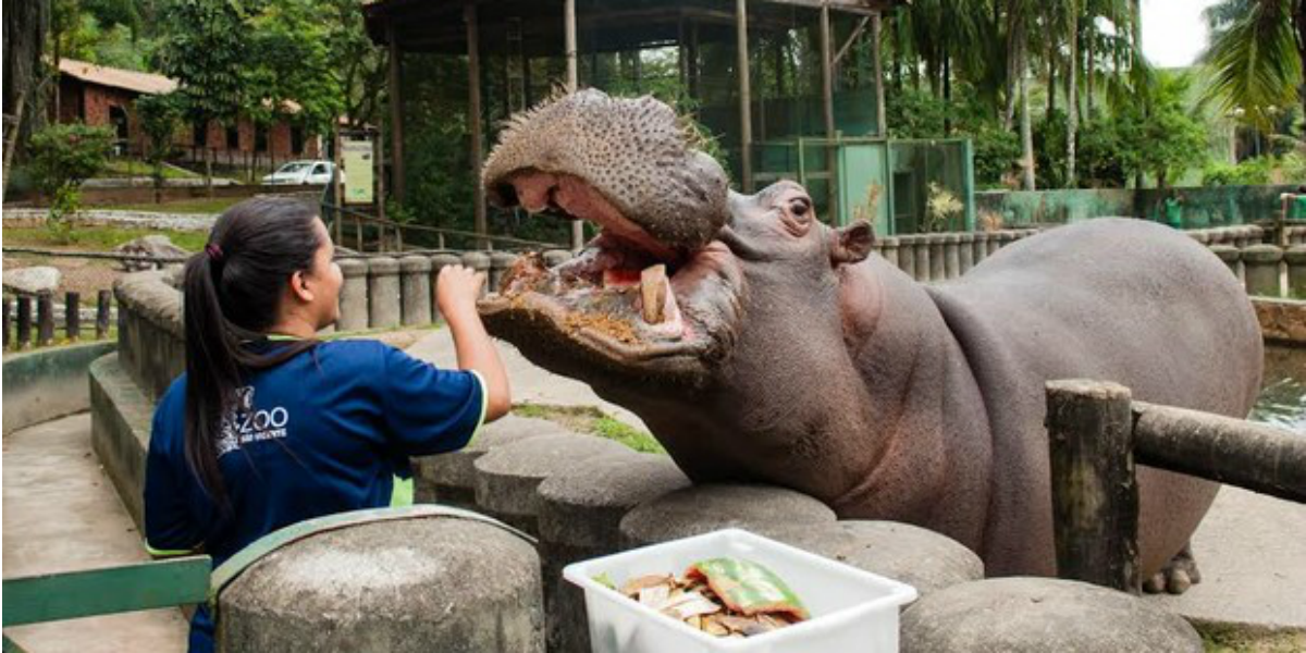Além das brincadeiras, crianças poderão alimentar animais do Parque
