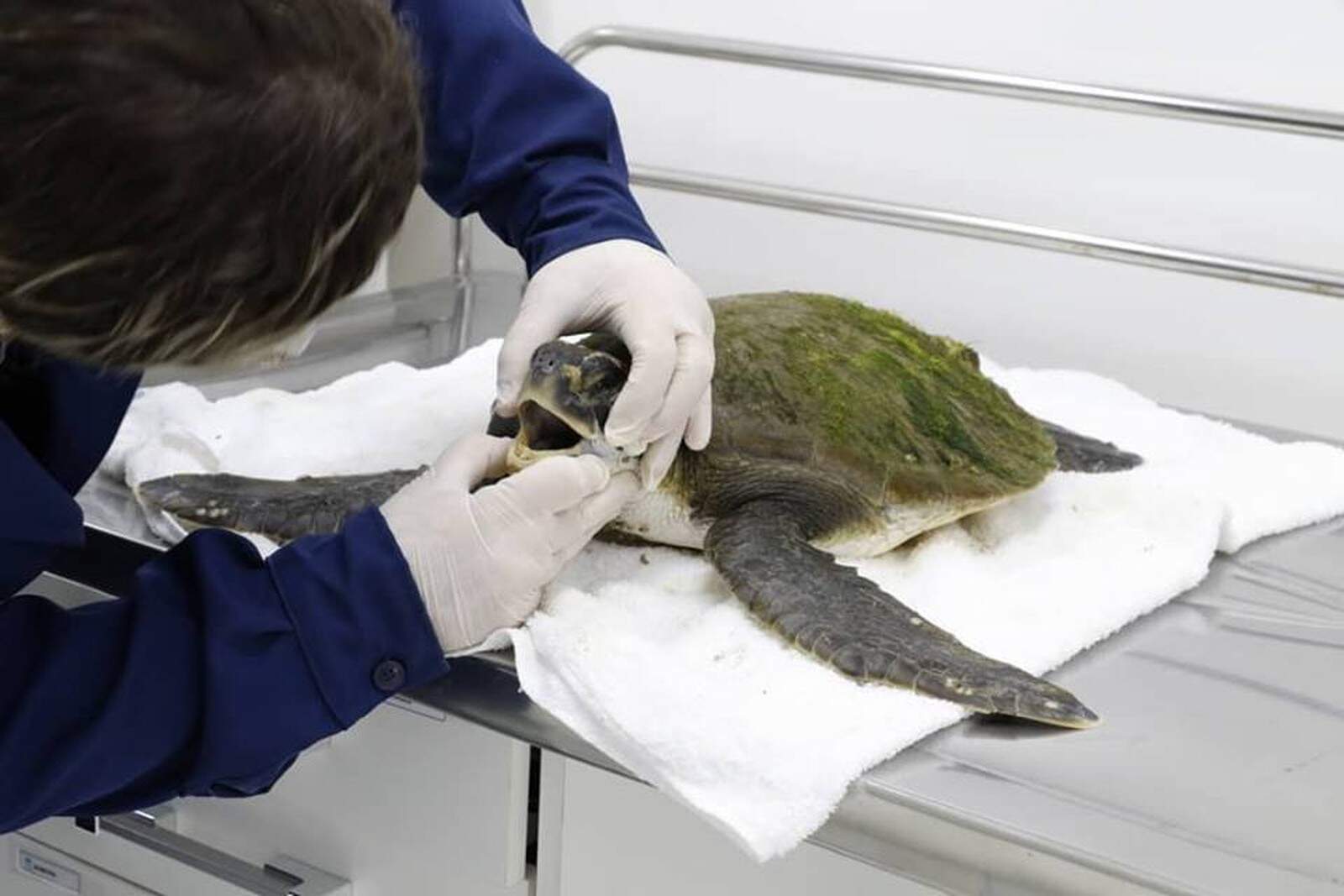Tartaruga-verde com suspeita de pneumonia foi encontrado nesta semana em Praia Grande