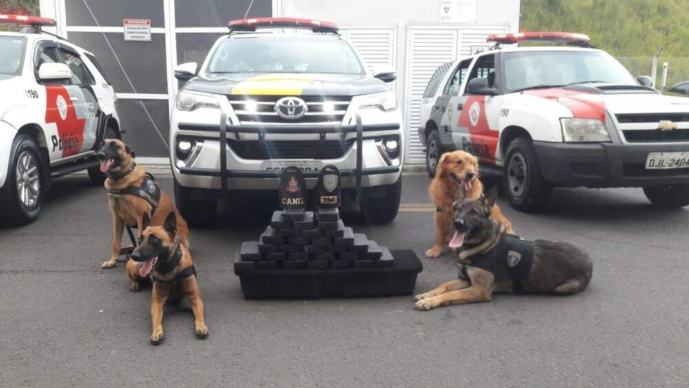 Polícia contou com ajuda de cães farejadores para descobrir local onde droga estava escondida