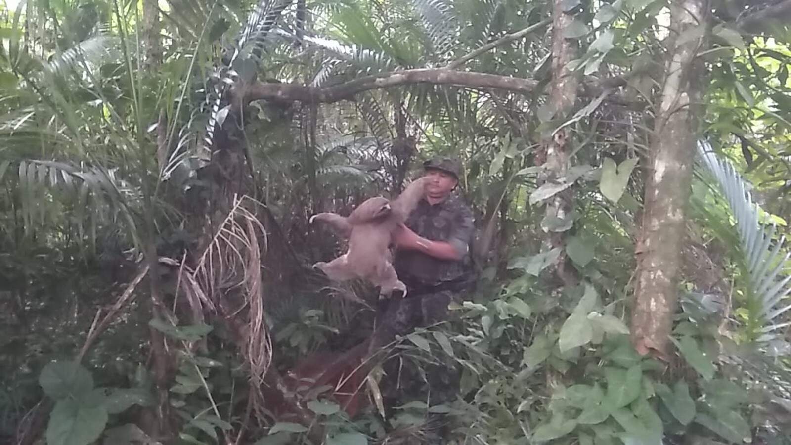 Bicho-preguiça foi encontrado em Iguape, no Vale do Ribeira 
