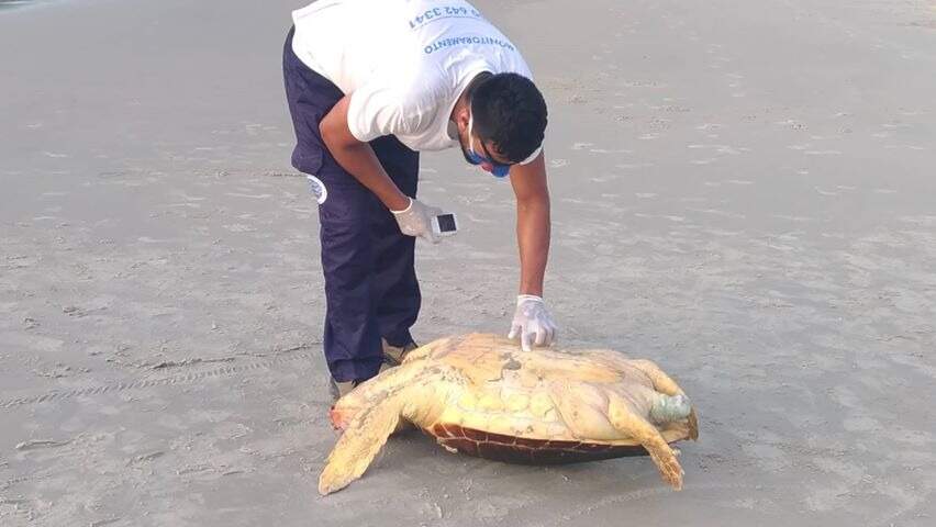 Biólogo fez análise da tartaruga ainda na Praia do Tombo 