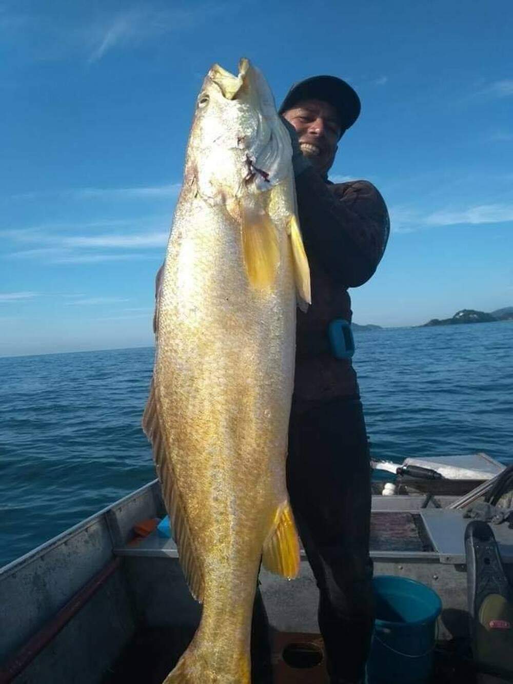 Pescada-amarela atingiu tamanho incomum, com 21,5 kg e 1,60 de comprimento