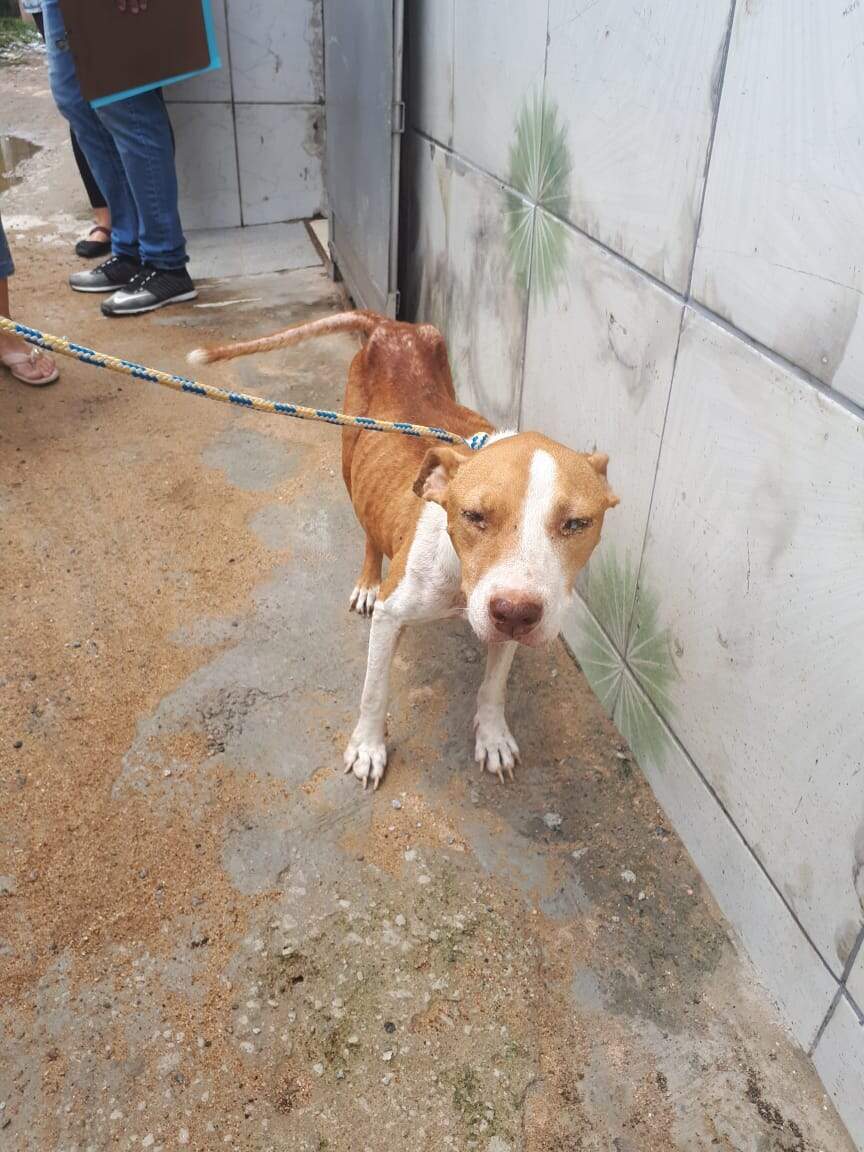 Cadela pitbull estava muito magra e foi encaminhada para um atendimento veterinário em Guarujá