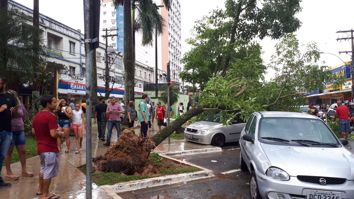 Defesa Civil de São Vicente registrou queda de árvores em vários pontos da cidade