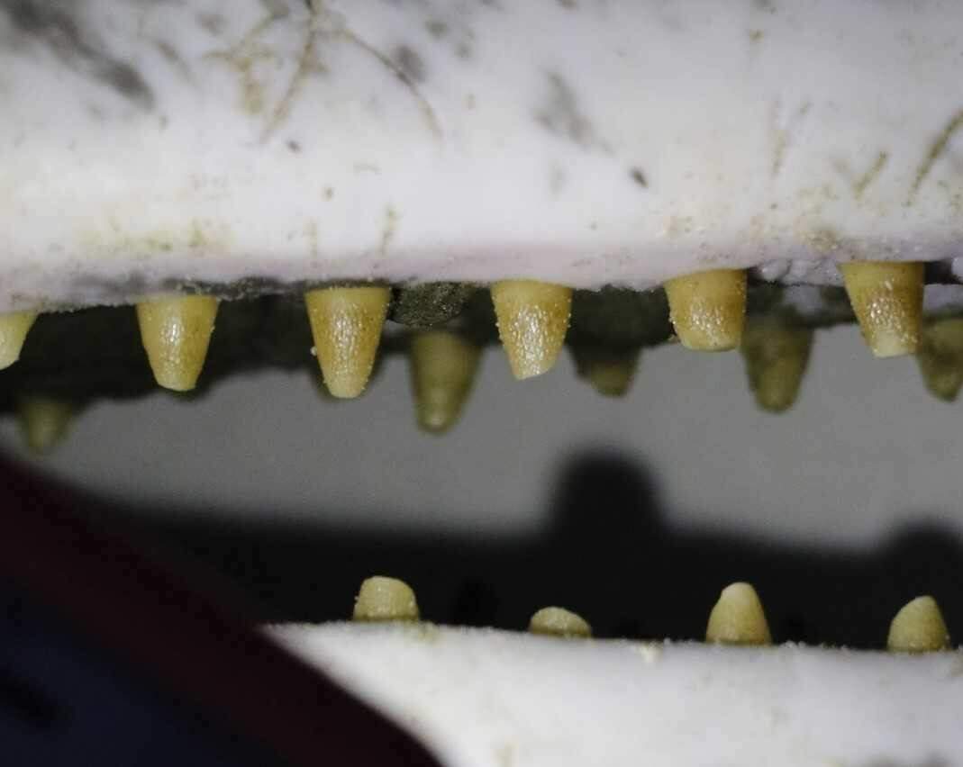 Espécie recebe o nome de Golfinho-de-dentes-rugosos por causa de marcas na arcada dentária 