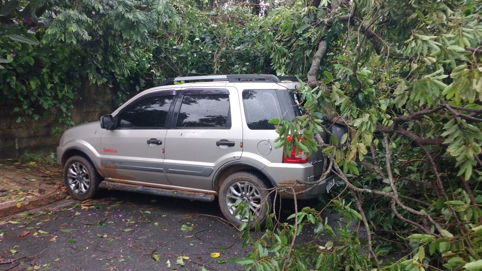 Queda de árvore bloqueou algumas ruas no Ilha Porchat, em São Vicente