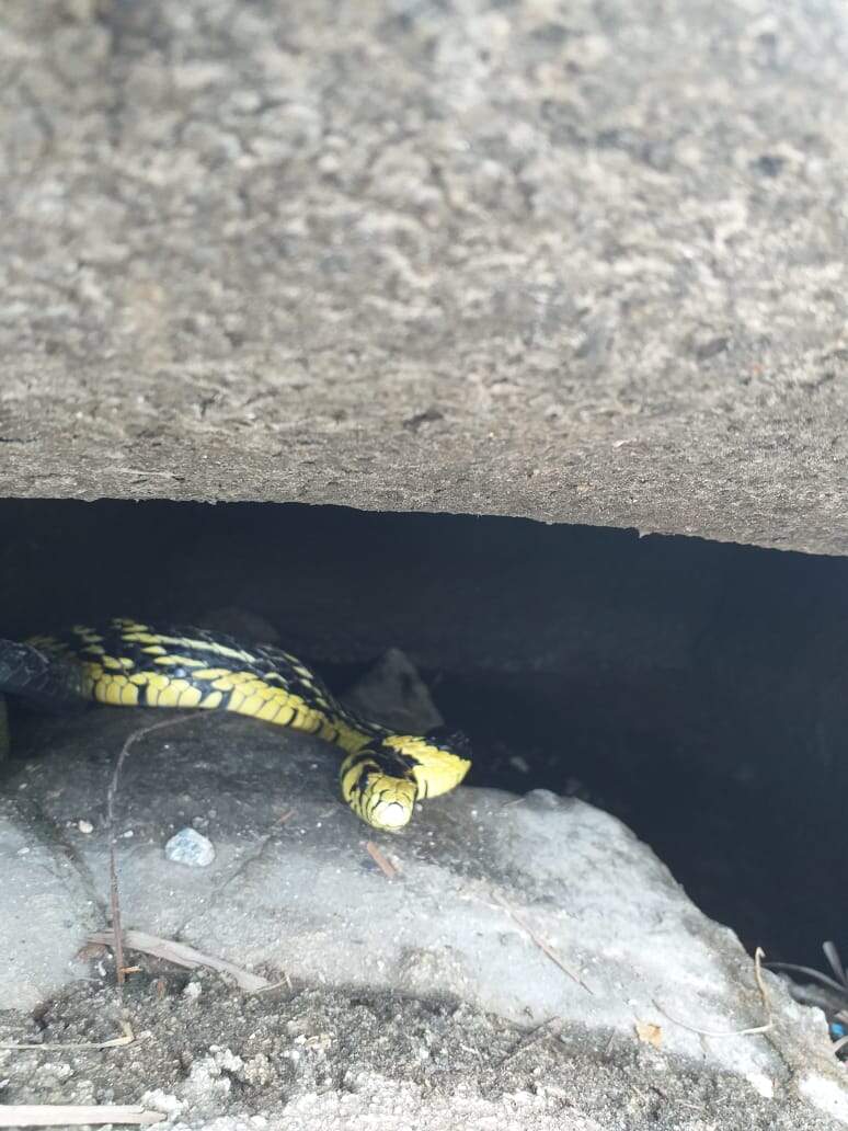 Cobra da espécie Caninana se escondeu em bueiro antes de ser capturada pela Polícia Ambiental