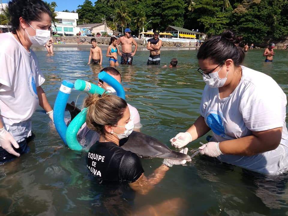 Biólogos e veterinários foram até a Praia da Enseada para resgatar golfinho 