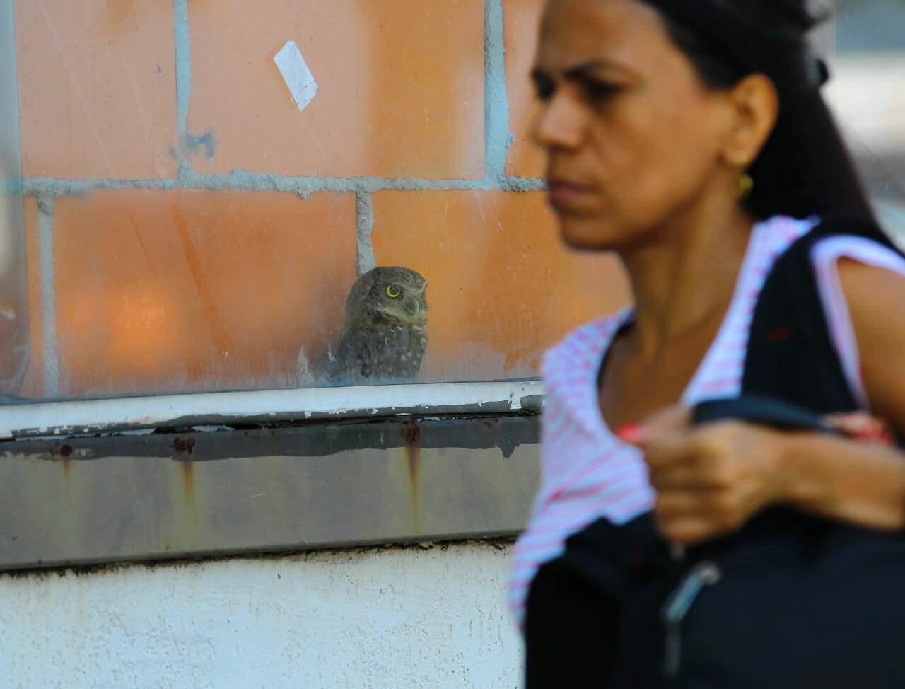 Coruja ficou presa entre o vidro e a parede do imóvel na Ponta da Praia
