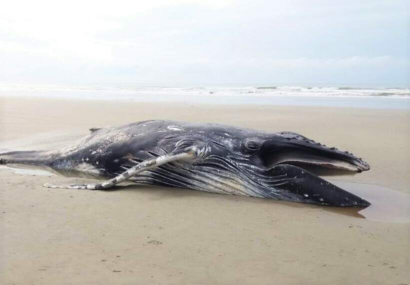 Baleia jubarte de duas toneladas foi encontrada encalhada e morta em Ilha Comprida