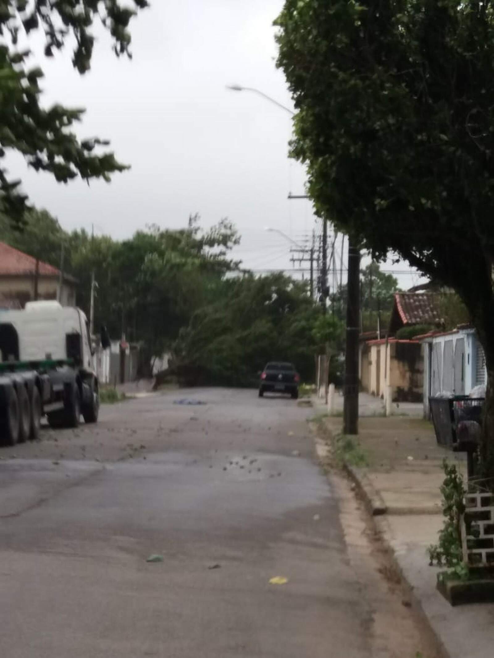 Forte ventania derrubou uma árvore no bairro Santa Rosa, em Guarujá