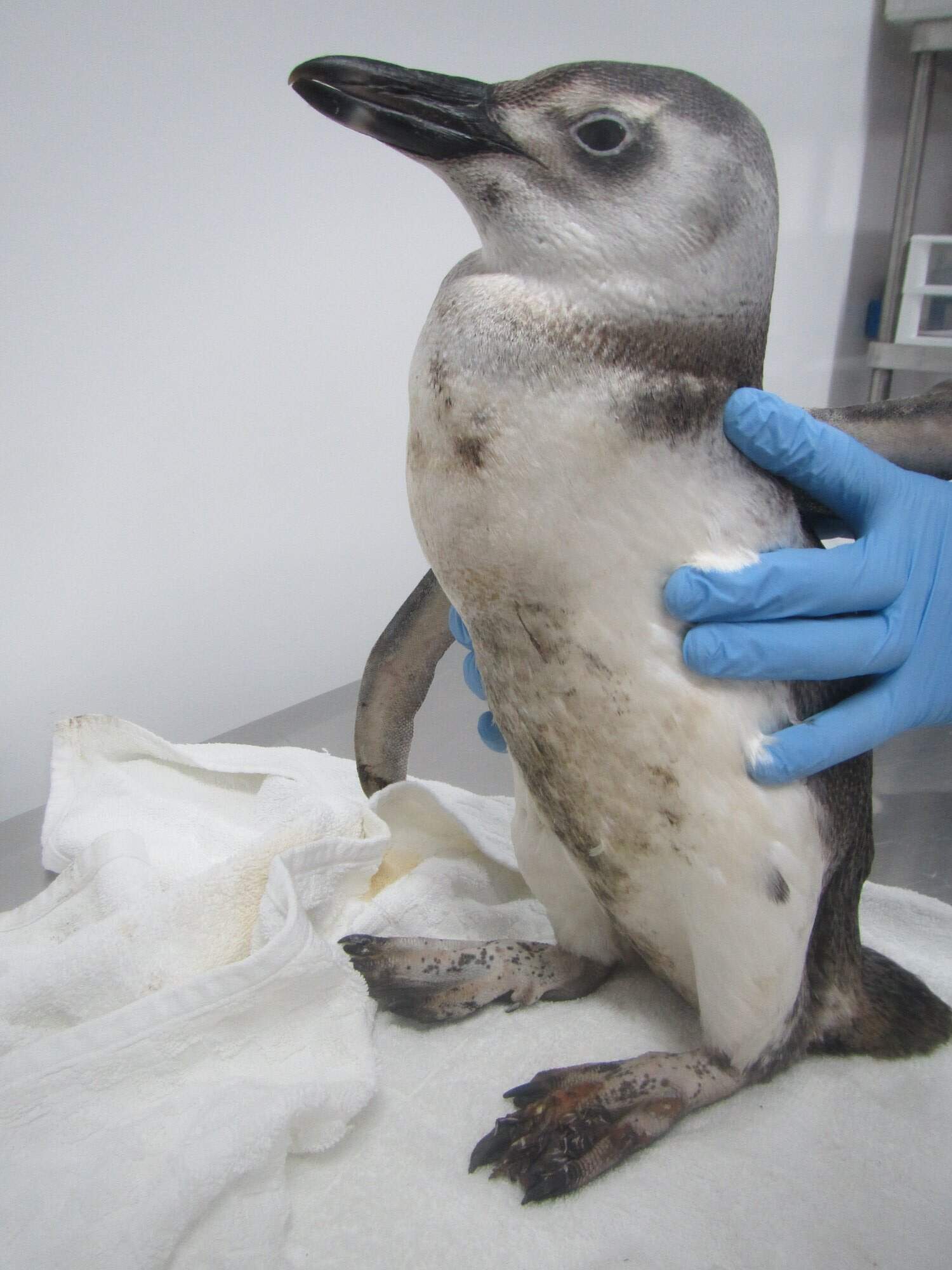 Pinguim foi encontrado por moradores de Ilha Comprida, no Vale do Ribeira