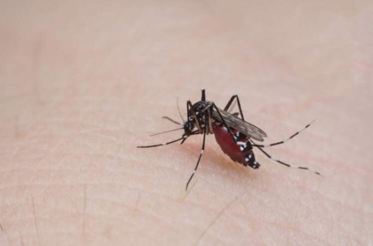 Mosquito Haemagogus infecta com vírus; doença parece chikungunya