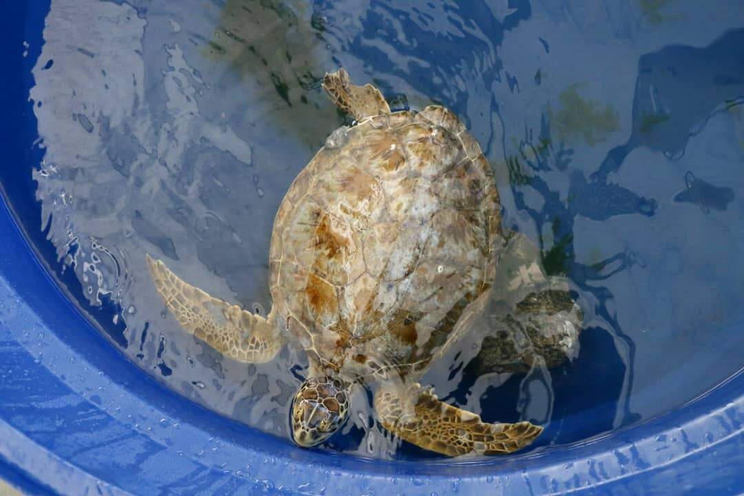 Segundo veterinária do Biopesca, tartaruga tinha lesões na nadadeira e com o casco rachado