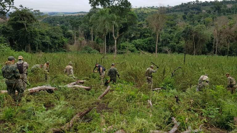 PF destrói 1,2 mil tonelada de maconha na fronteira com o Paraguai