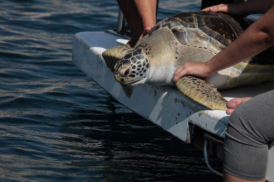Duas tartarugas-verdes adultas foram devolvidas ao mar neste sábado (13), após serem tratadas