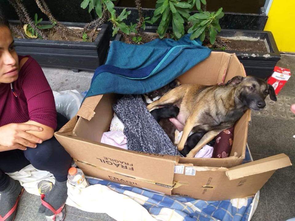 Filhotes de cachorra viram tema de disputa entre moradores de rua e vereador em Santos
