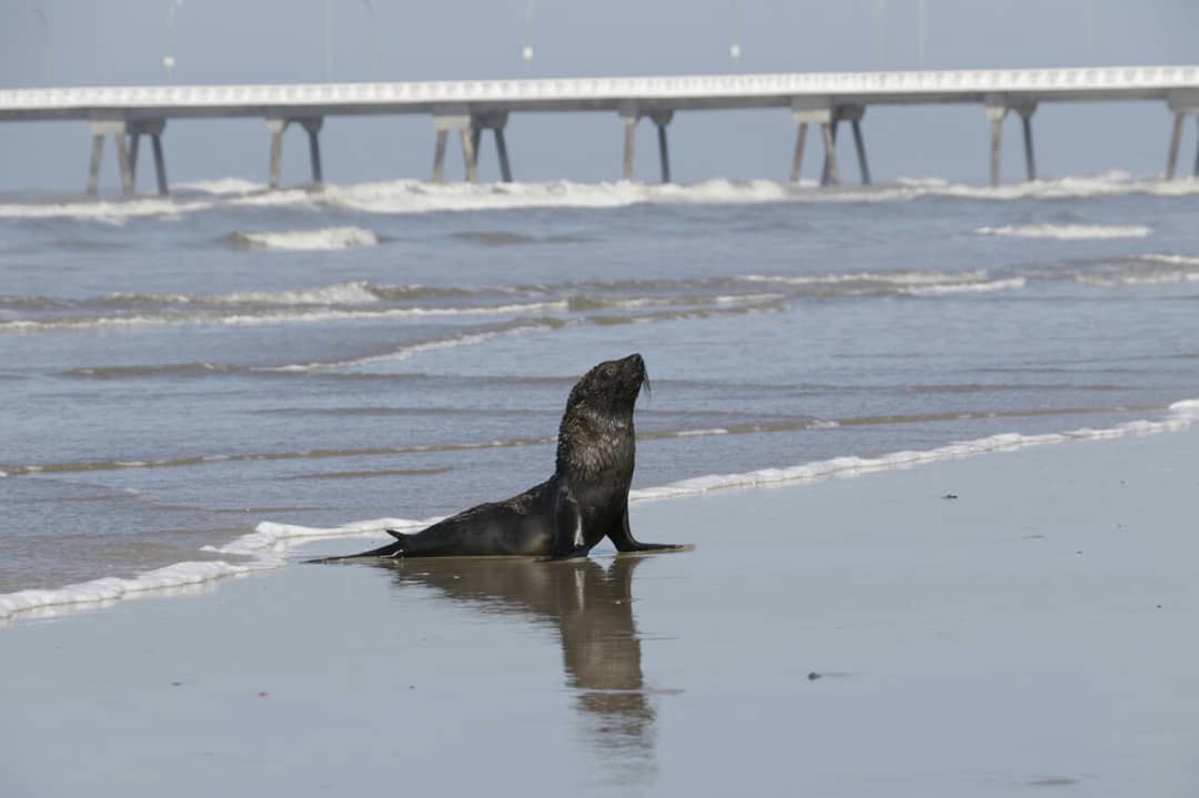 Lobo-marinho foi encontrado debilitado em praia de Itanhaém 