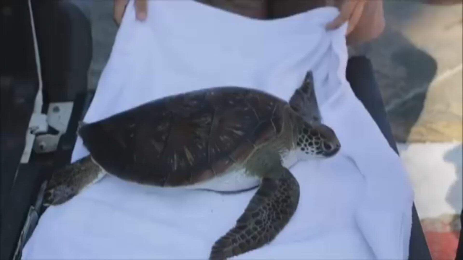 Tartaruga-verde estava presa a uma rede de pesca em Mongaguá 