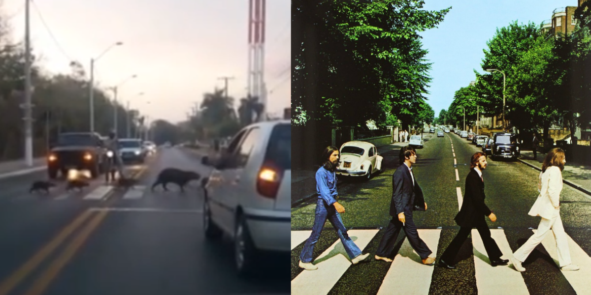 Capivaras foram comparadas com o álbum 'Abbey Road', dos Beatles
