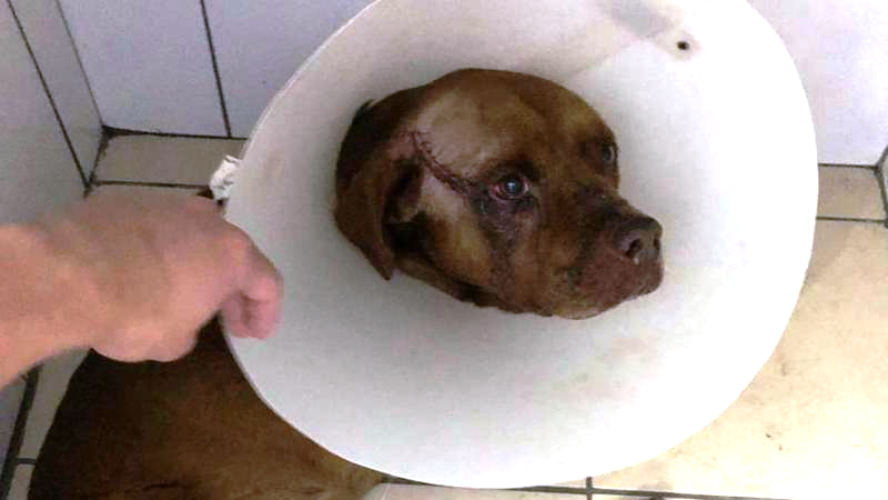 Cachorro recebe tratamento veterinário após ser atacado por dono de outro cachorro