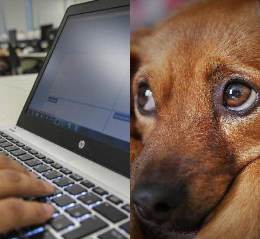 Morador de Guarujá é vítima de golpe ao tentar comprar cachorro pela internet