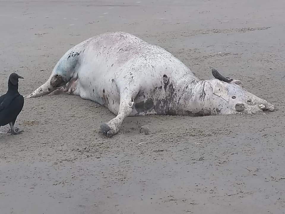 Boi é encontrado morto em praia de Mongaguá