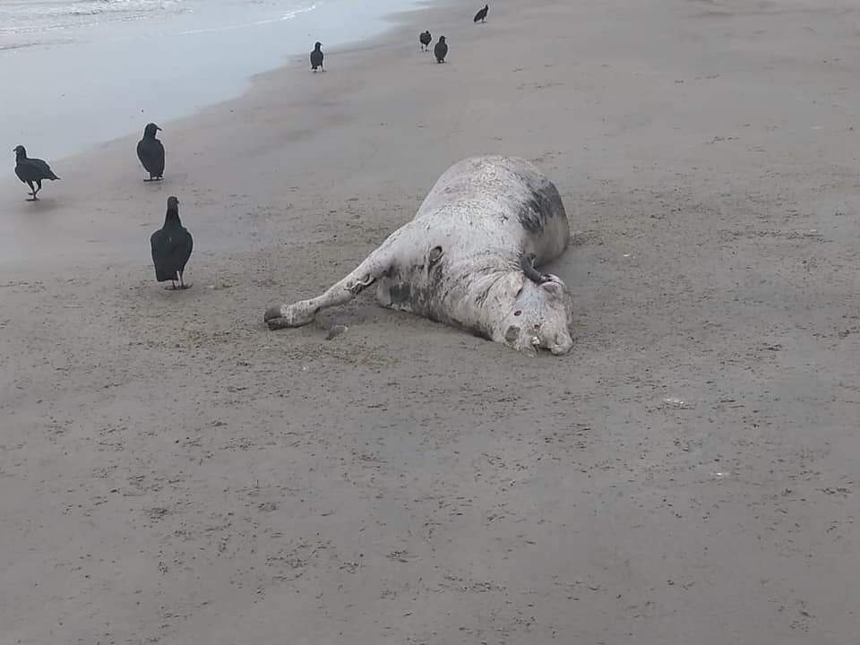 Moradores de Mongaguá acharam que poderia ser uma baleia encalhada na praia 