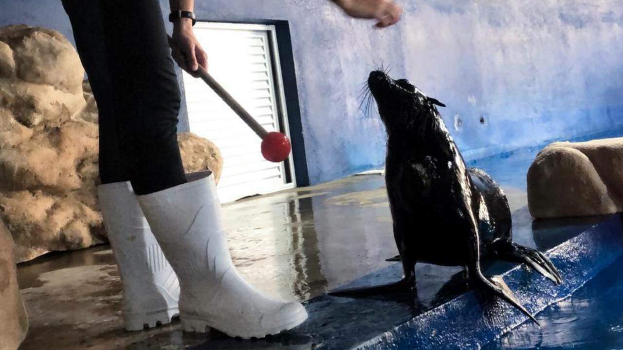 Animal foi resgatado em praia do Paraná, e encaminhado ao Guarujá após receber tratamento 