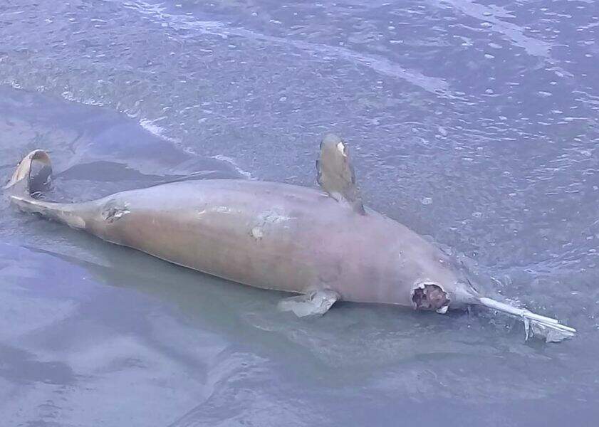 Foi impóssível identificar se o golfinho era macho ou fêmea devido à ausência de órgãos