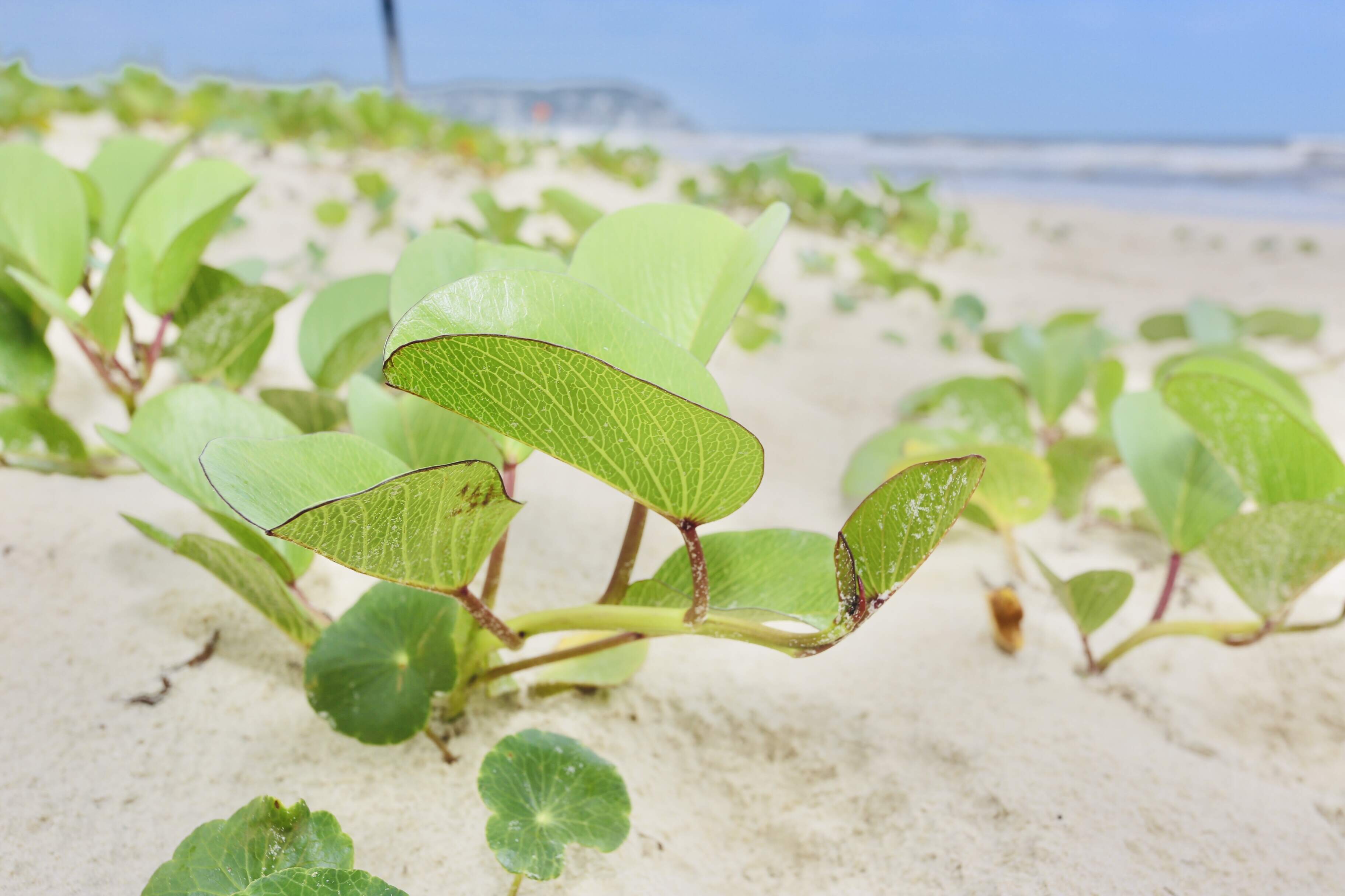 Planta típica de regiões preservadas, jundu volta a crescer na Praia da Enseada, em Guarujá