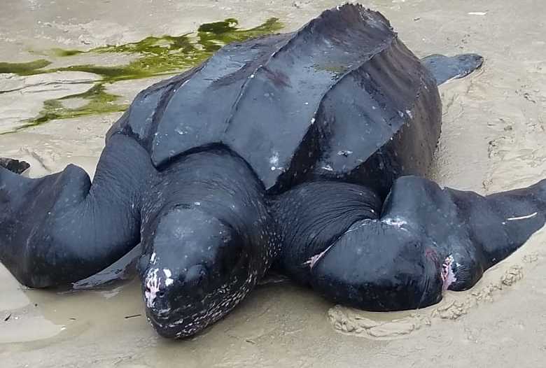 Tartaruga estava presa a uma rede de pesca e foi encontrada na praia da Enseada