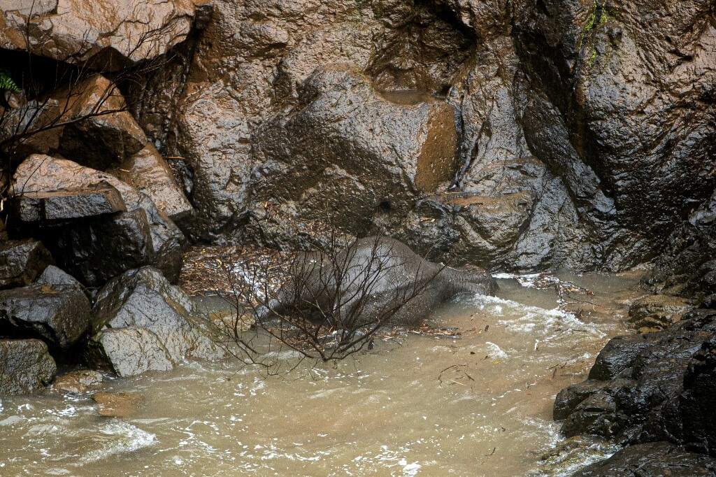 Elefante morreu afogado após queda no Parque Nacional Khao Yai