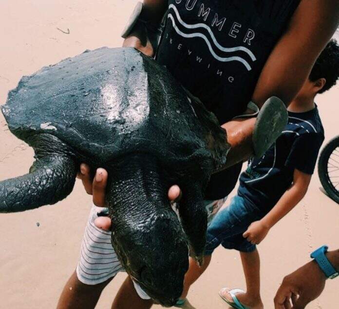 Tartaruga atingida por vazamento de óleo 