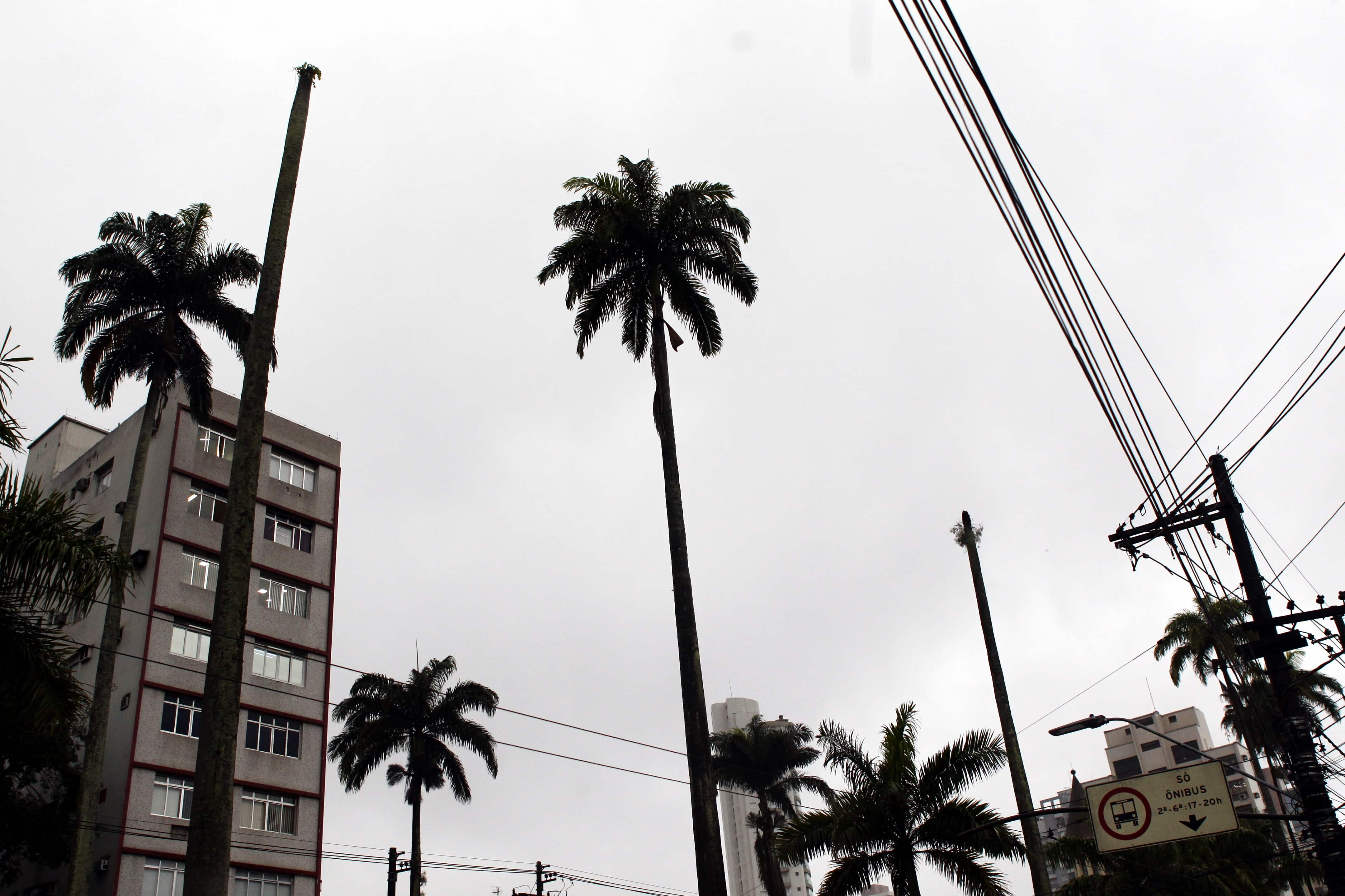 Palmeiras imperiais também podem ser vistas na Avenida Ana Costa, em Santos