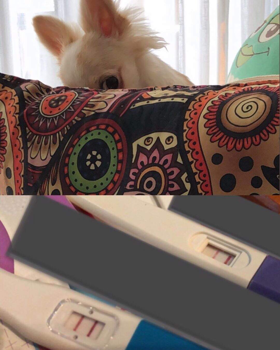 Assistente compartilhou foto de cadelinha olhando os resultados 