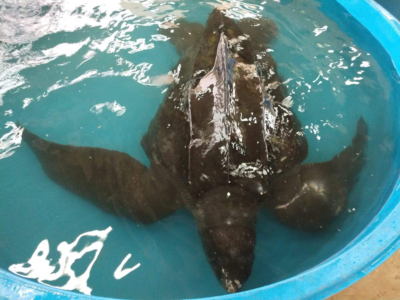 Tartaruga recebia tratamento na base do Instituto Gremar 