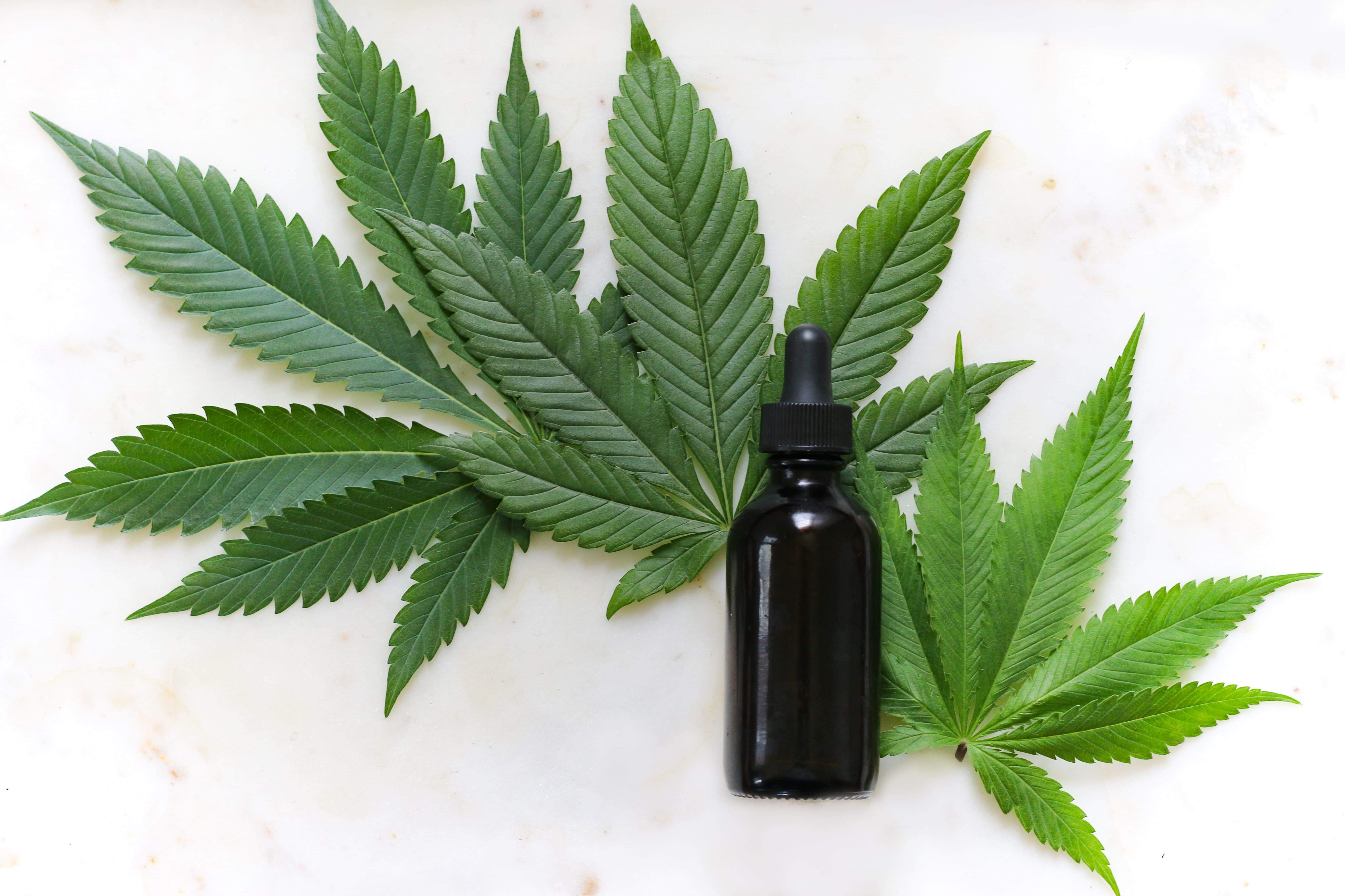 Oferta da Cannabis medicinal pelo SUS será tema de audiência pública