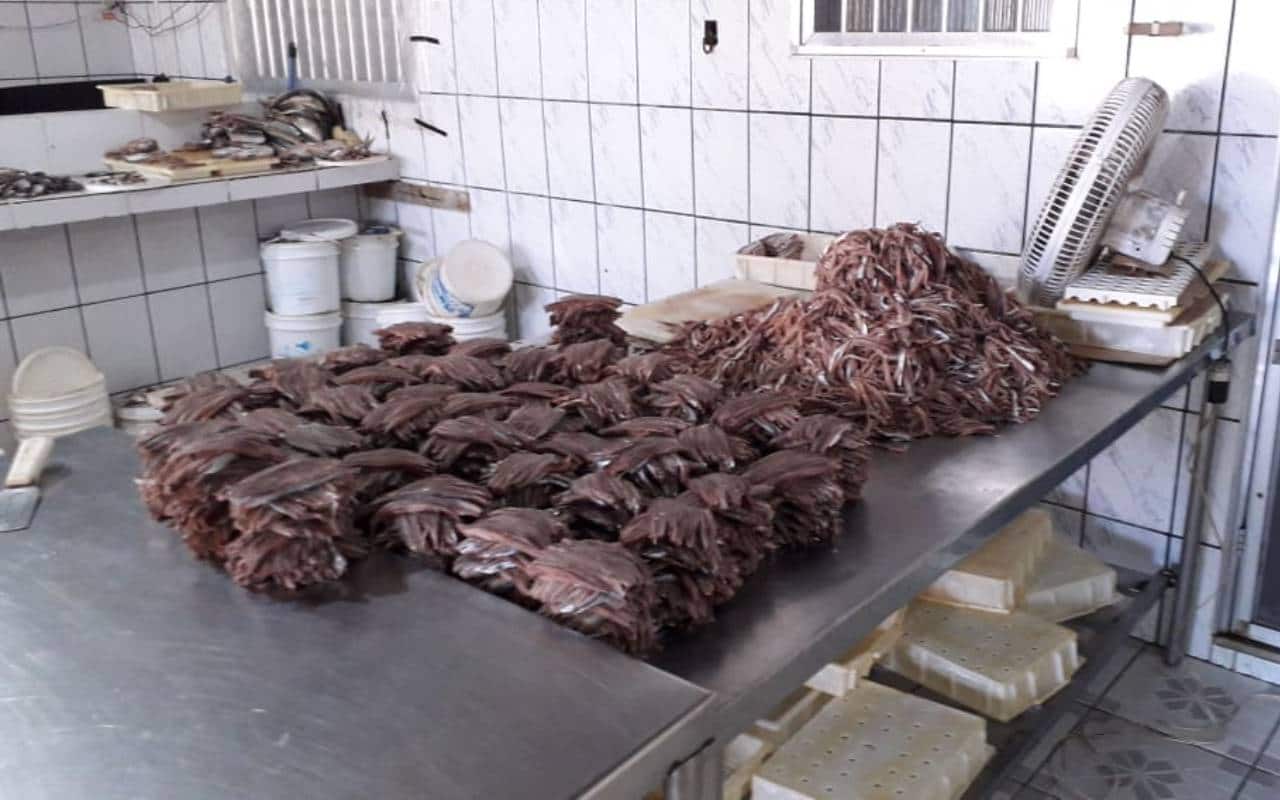 Polícia apreende 35,5 toneladas de peixes em fábrica clandestina em Mongaguá