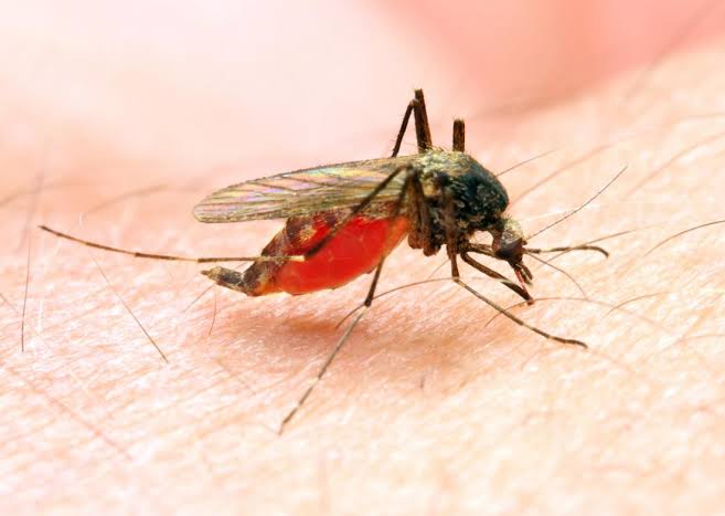 Anvisa aprova remédio rápido contra malária