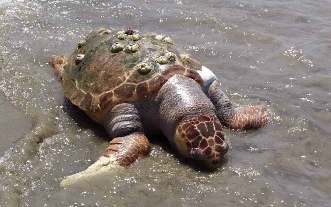 Tartaruga-cabeçuda é encontrada sem vida em Praia Grande