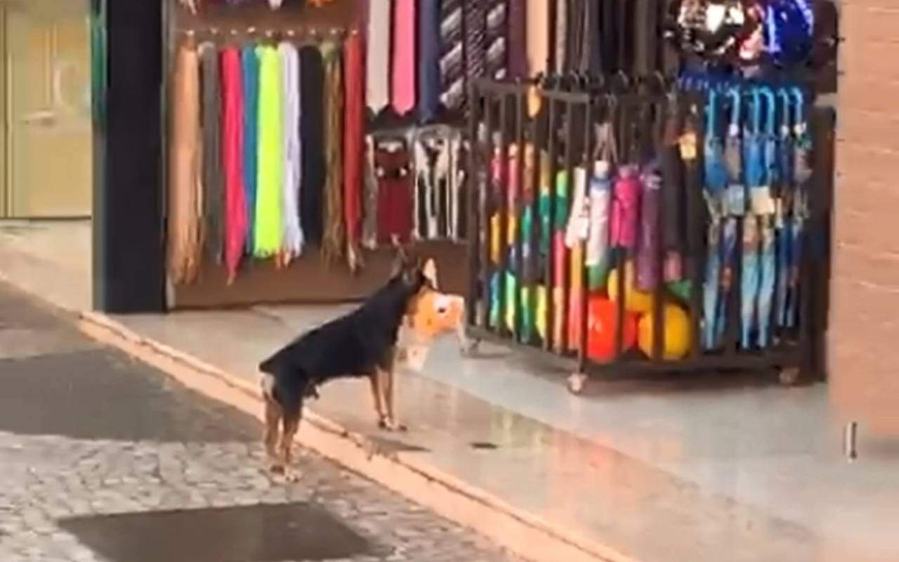Cachorro 'furta' brinquedo de pelúcia de loja, se 'arrepende' e volta para devolver
