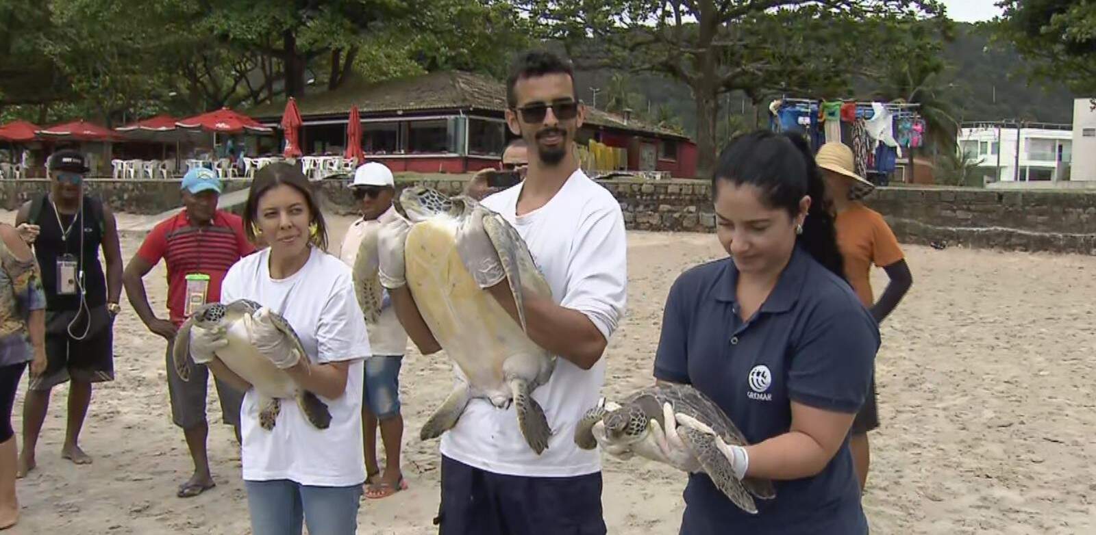 Tartarugas-verdes foram devolvidas ao mar após reabilitação em Guarujá