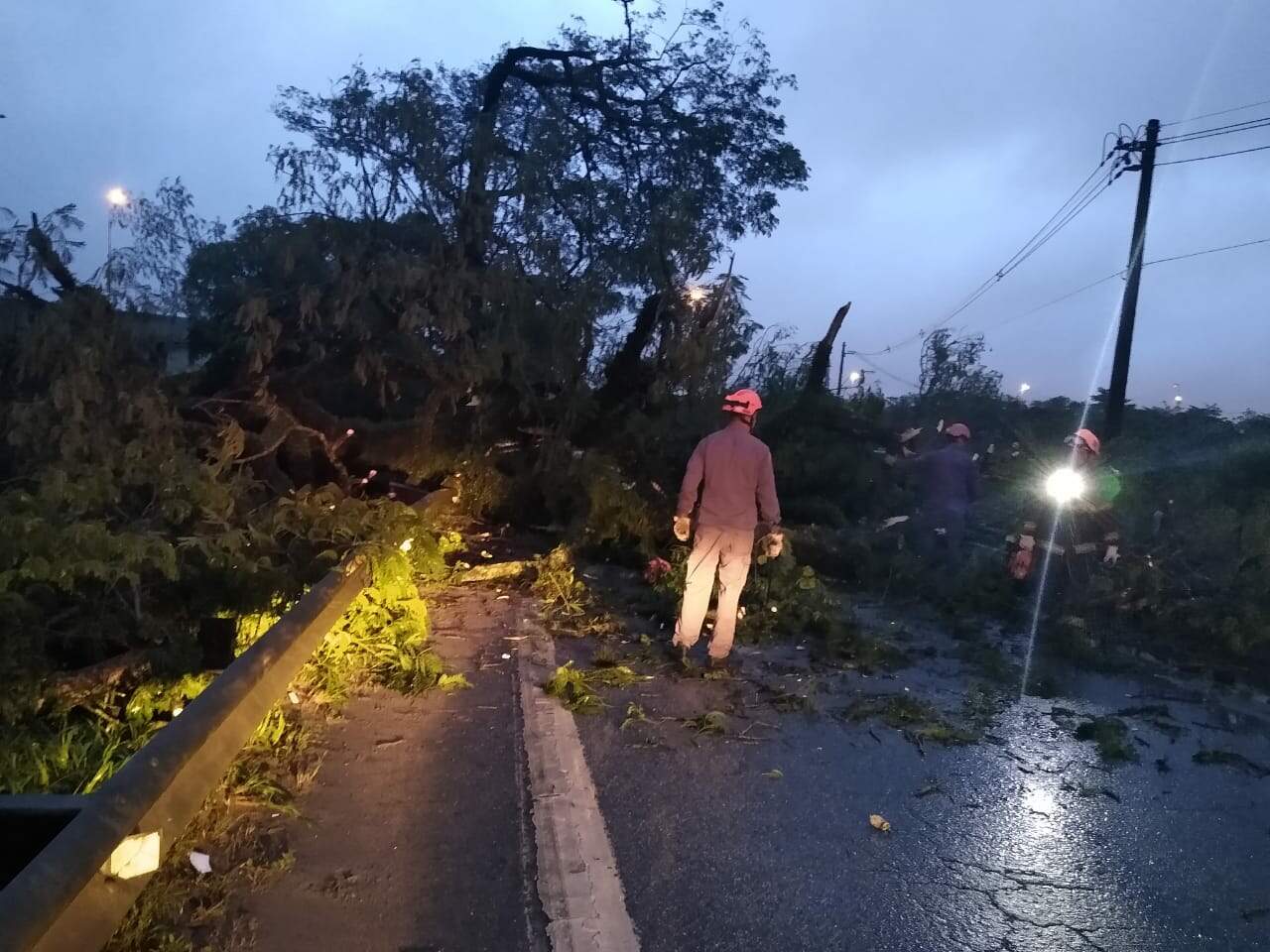 Após chuvas, árvore de grande porte cai em rodovia em Guarujá