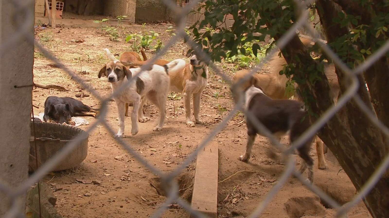 Animais viviam em quintal da casa de idosos, localizada no Interior de São Paulo