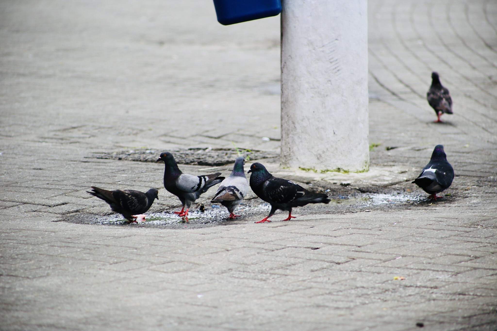 Proliferação de pombos será tema de encontro em Guarujá
